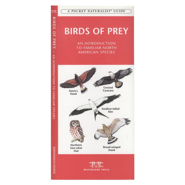 Birds of Prey An Introduction to Familiar North American Species