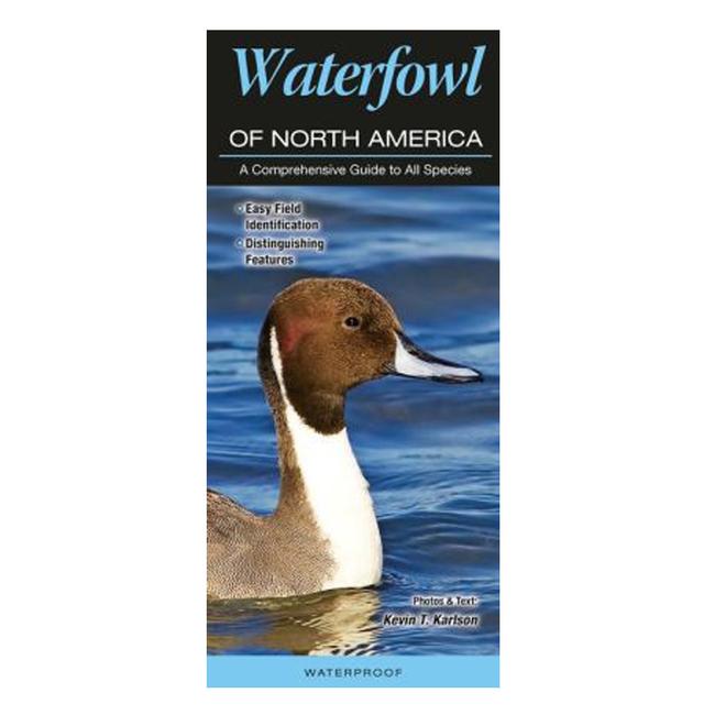 Waterfowl of North America