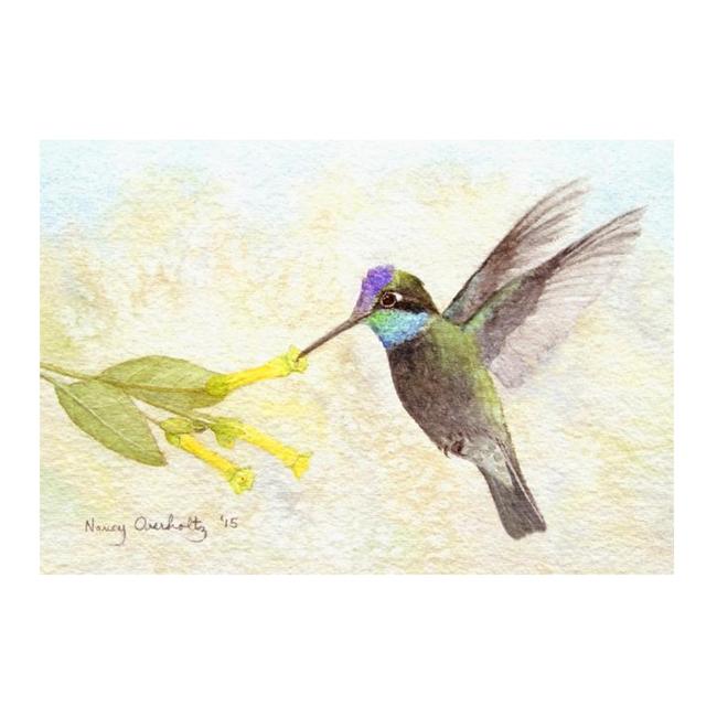 Magnificent Hummingbird Notecard